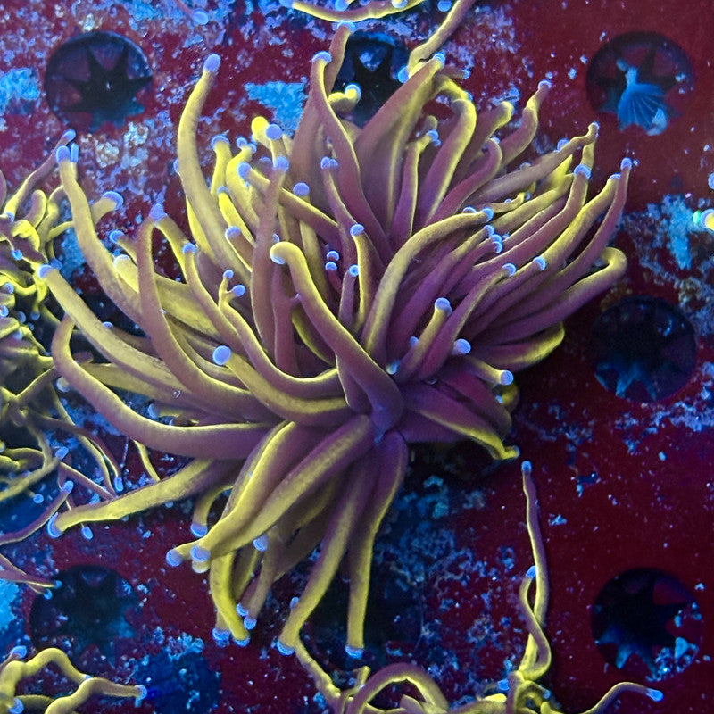 P4-10-M02 || 1 Head 24K Gold Torch WYSIWYG