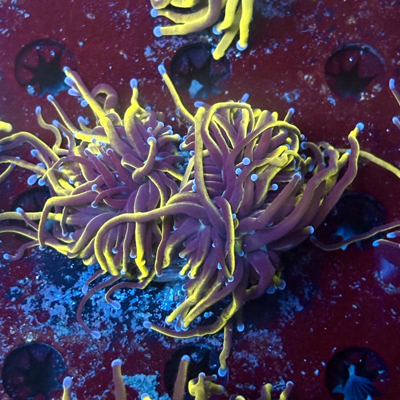 P4-11-M02 || 2 Head 24K Gold Torch WYSIWYG