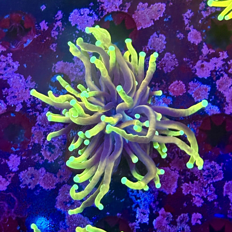 M1-07-M11 || 1 Head Dragon Soul Torch WYSIWYG