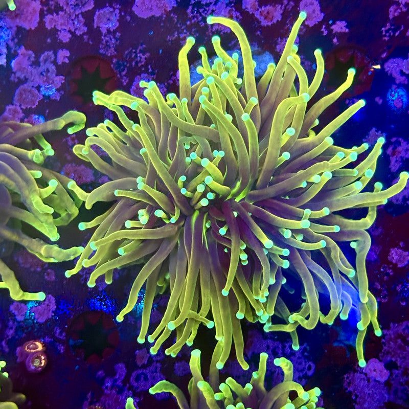 M1-11-M11 || 2 Head Dragon Fire Torch WYSIWYG