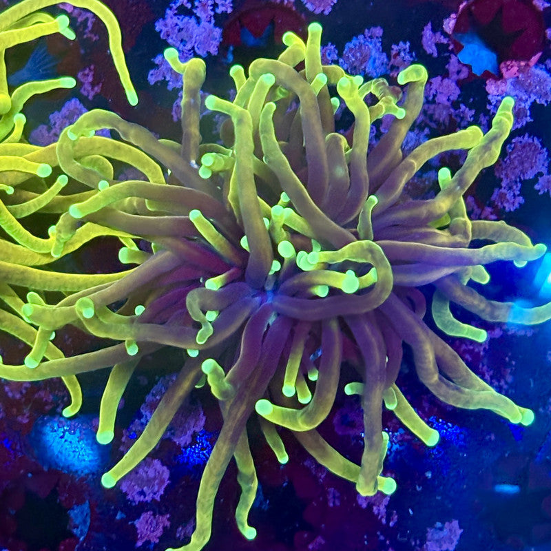 M1-14-M11 || 1 Head Dragon Fire Torch WYSIWYG