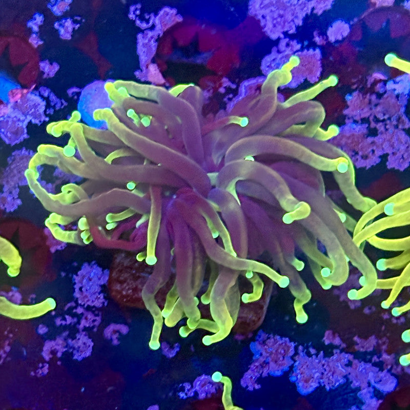 M1-17-M11 || 1 Head Dragon Fire Torch WYSIWYG