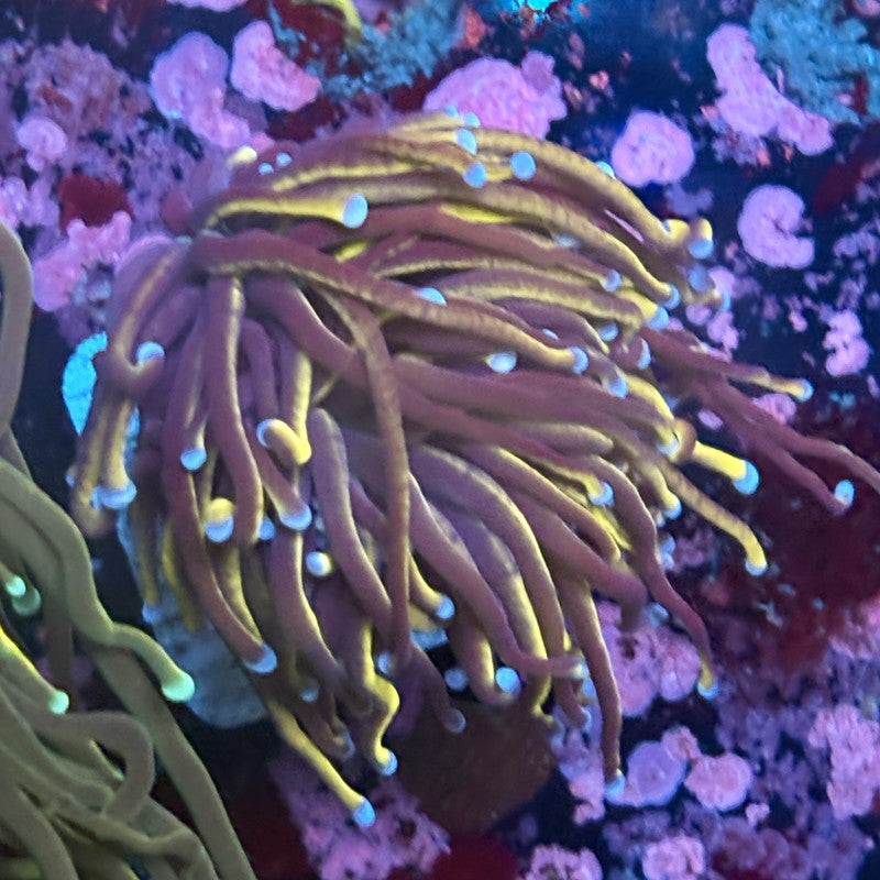 W3-08-M03 || 1 Head 24K Indo Gold Torch WYSIWYG