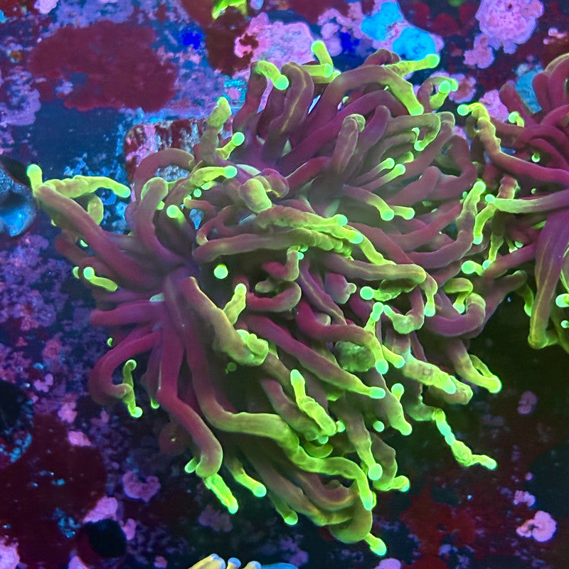 W3-16-M03 || 1 Head Dragon Soul Torch WYSIWYG