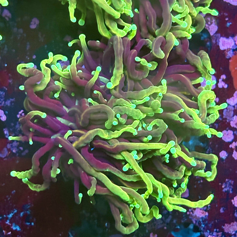 W3-19-M03 || 2 Head Dragon Soul Torch WYSIWYG