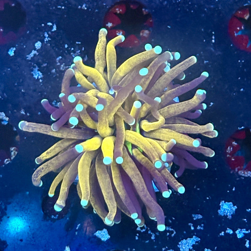 F2-02-M03 || 1 Head Tiger Torch WYSIWYG