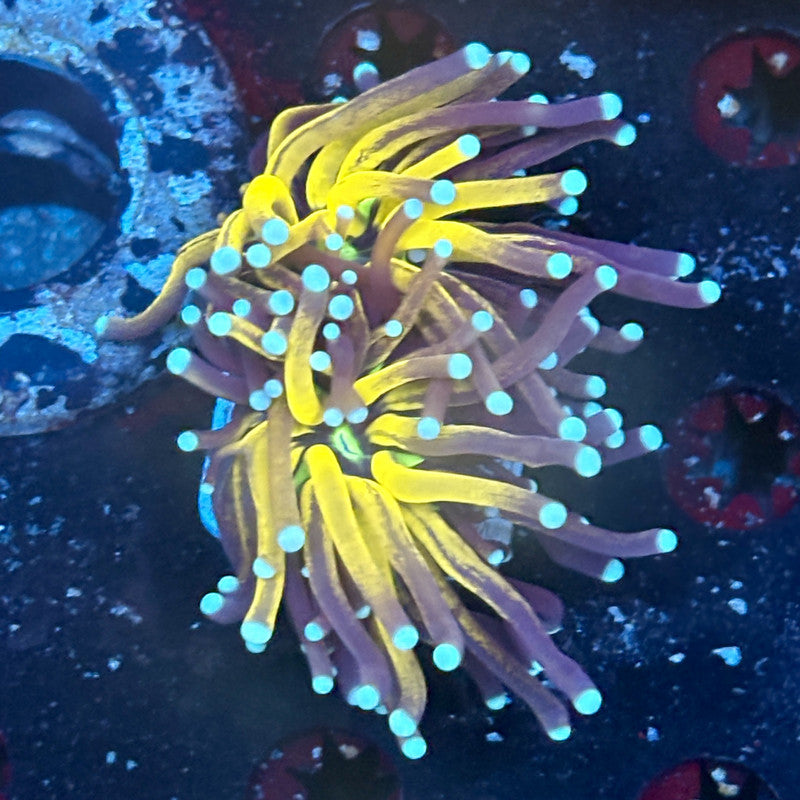 F2-04-M03 || 2 Head Tiger Torch WYSIWYG