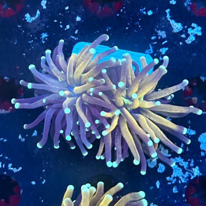 F2-06-M03 || 2 Head Tiger Torch WYSIWYG