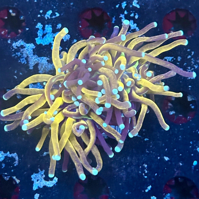 F2-07-M03 || 2 Head Tiger Torch WYSIWYG