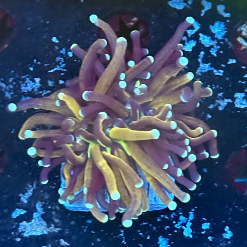 F2-08-M03 || 1 Head Tiger Torch WYSIWYG