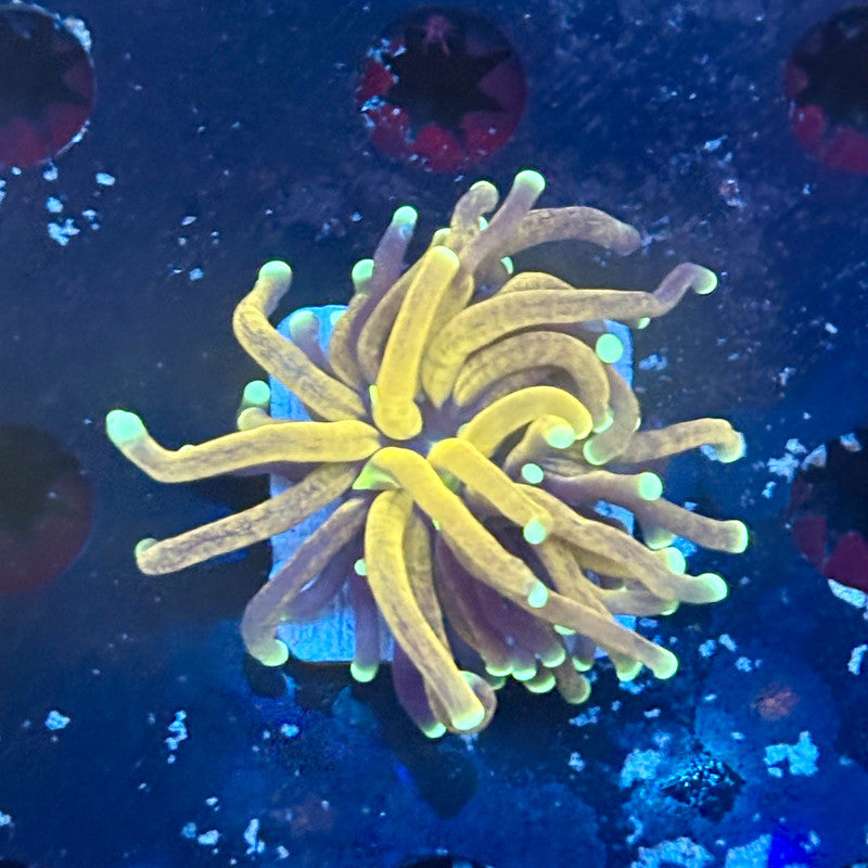 F2-09-M03 || 1 Head Tiger Torch WYSIWYG