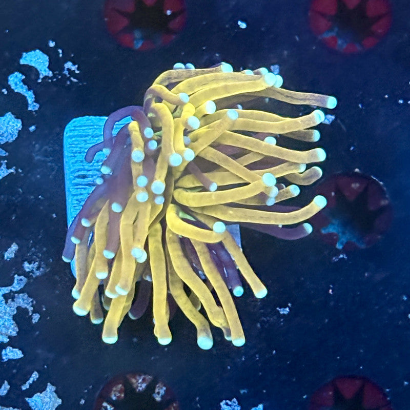 F2-16-M03 || 1 Head Tiger Torch WYSIWYG