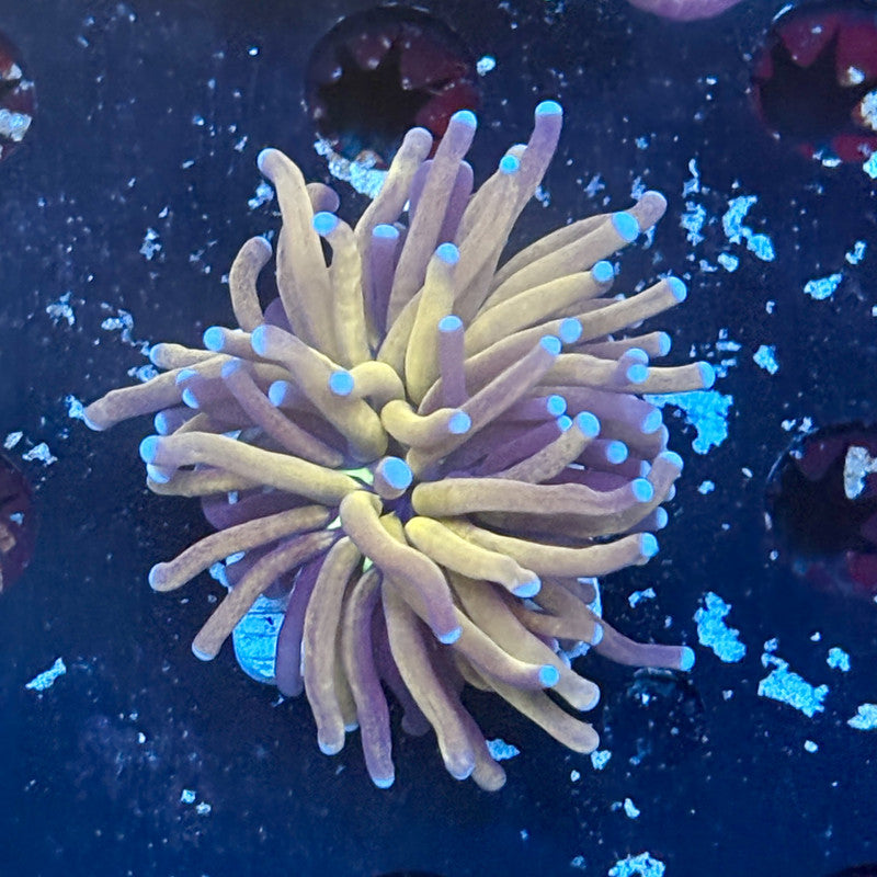 F2-18-M03 || 1 Head Tiger Torch WYSIWYG