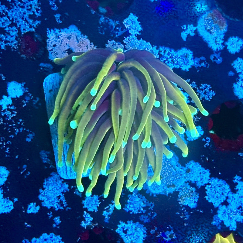 A5-02-M03 || 1 Head Dragon Fire Torch WYSIWYG