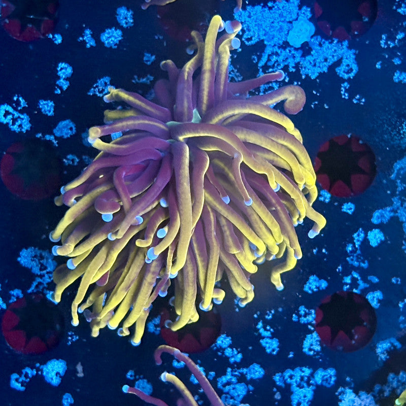 A5-09-M03 || 1 Head 24K Indo Gold Torch WYSIWYG