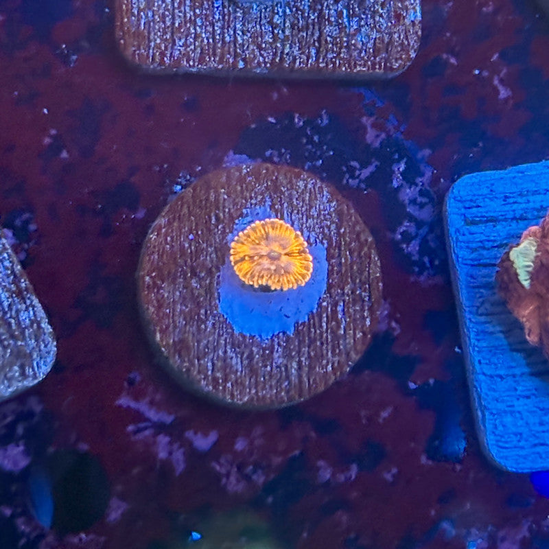 KA02-B01-20260424 || Utter Chaos Zoa