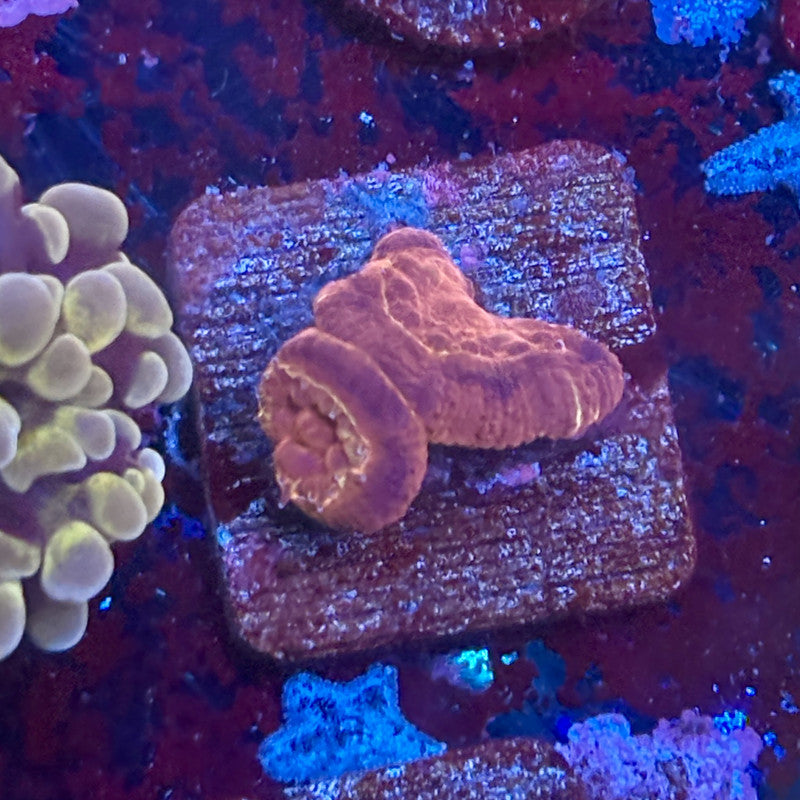 KA02-B04-20260424 || Red Starburst Acan