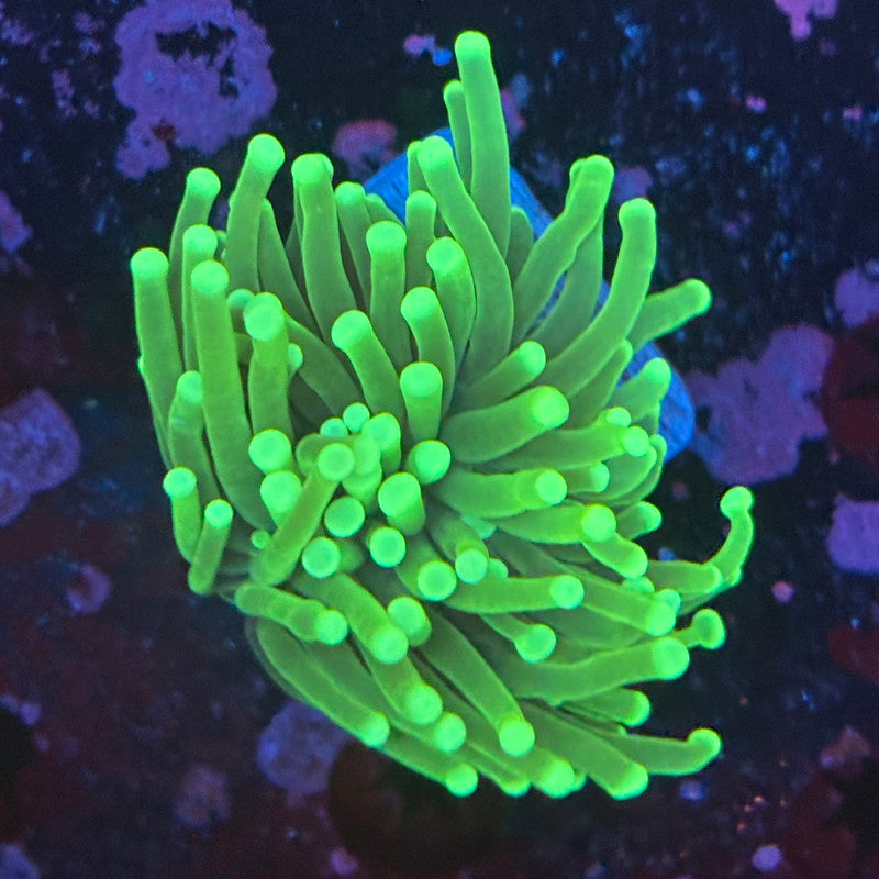 1 Head Malaysian Green Tip Torch 08-R3-05