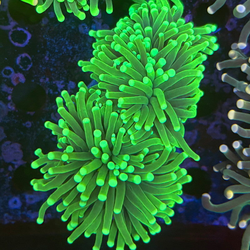2 Heads Malaysian Green Tip Torch 08-X5-09