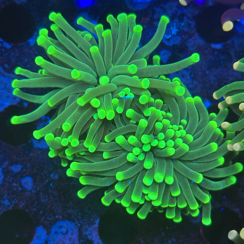 2 Heads Malaysian Green Tip Torch 08-X5-11