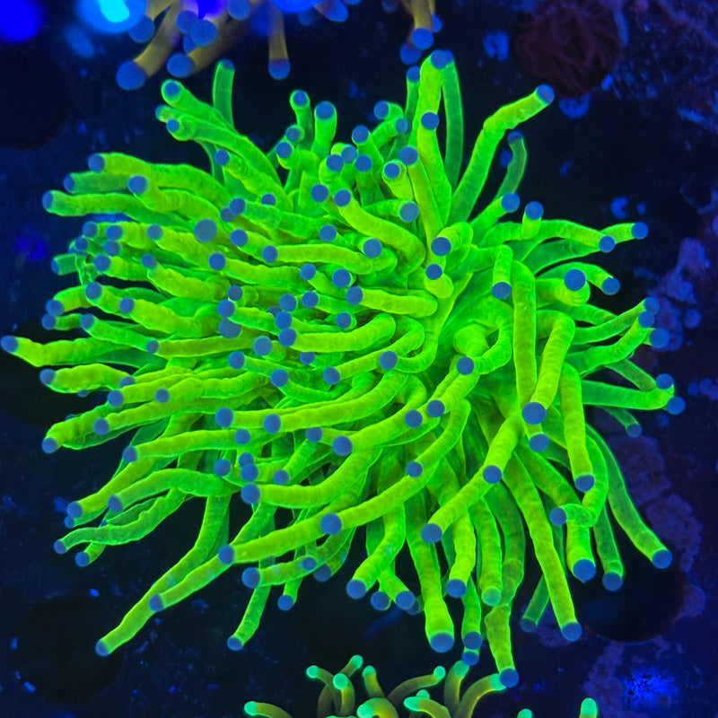 2 Head Holy Grail Torch 08-Y1-19