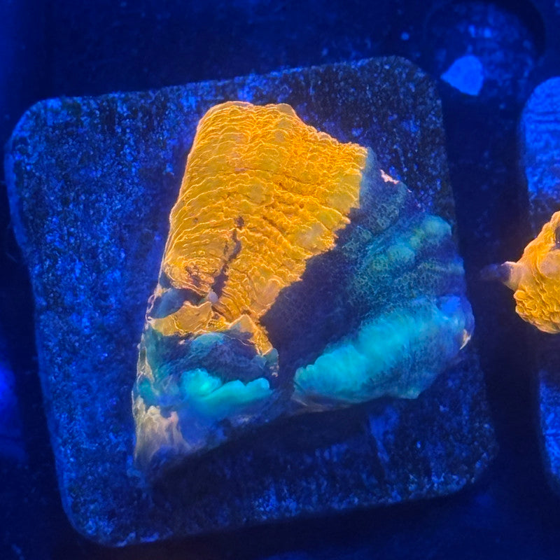 Aquacultured Extreme War Paint Scoly WYSIWYG N5-A7-M08