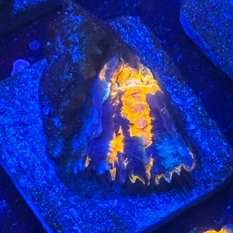 Aquacultured War Paint Scoly WYSIWYG N5-D5-M08
