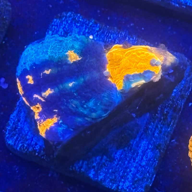 Aquacultured War Paint Scoly WYSIWYG N5-D6-M08