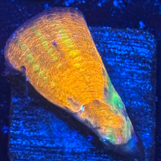 Aquacultured War Paint Scoly WYSIWYG N5-E2-M08