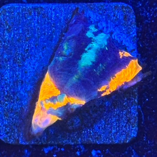 Aquacultured War Paint Scoly WYSIWYG N5-E3-M08