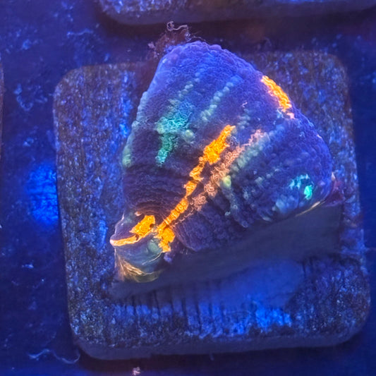 Aquacultured War Paint Scoly WYSIWYG N5-E5-M08