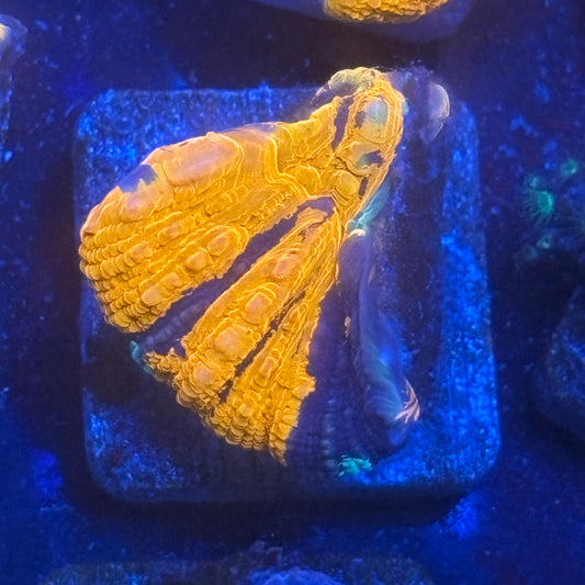 Aquacultured War Paint Scoly WYSIWYG N5-E6-M08