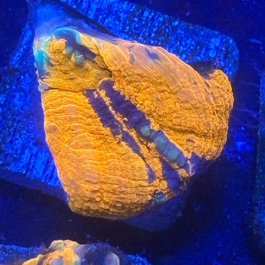 Aquacultured War Paint Scoly WYSIWYG N5-E7-M08