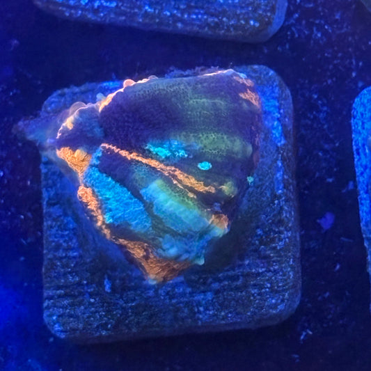 Aquacultured Splatter War Paint Scoly WYSIWYG N5-F1-M08