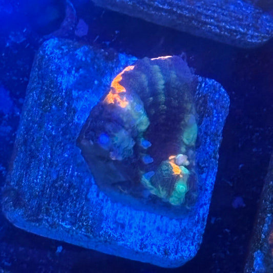 Aquacultured Splatter War Paint Scoly WYSIWYG N5-F2-M08