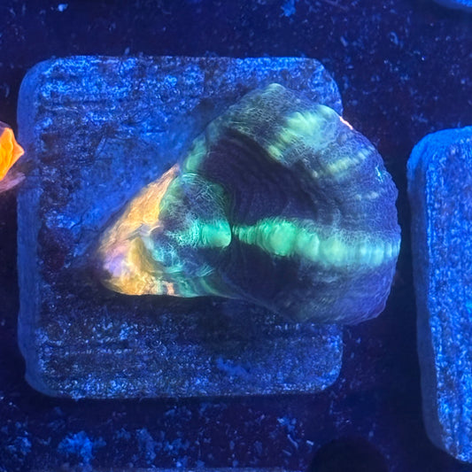 Aquacultured Splatter War Paint Scoly WYSIWYG N5-F3-M08