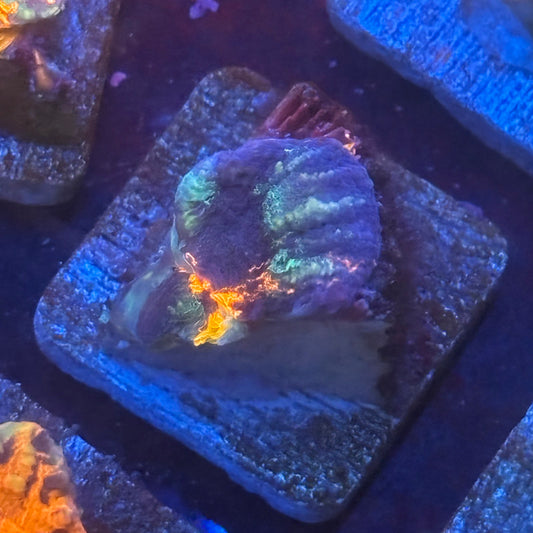 Aquacultured War Paint Scoly WYSIWYG N5-F4-M08