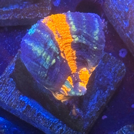 Aquacultured Splatter War Paint Scoly WYSIWYG N5-F5-M08