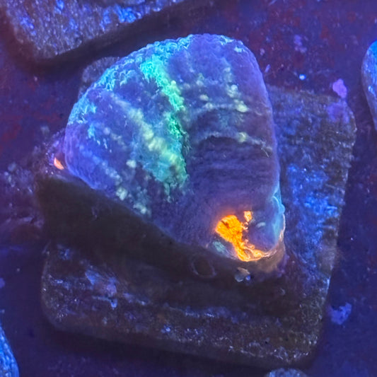 Aquacultured Splatter War Paint Scoly WYSIWYG N5-F6-M08