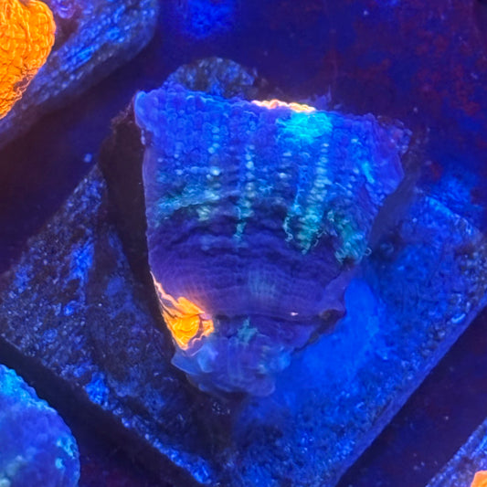 Aquacultured Splatter War Paint Scoly WYSIWYG N5-F7-M08