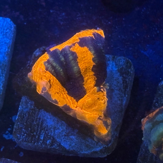 Aquacultured War Paint Scoly WYSIWYG N5-G1-M08