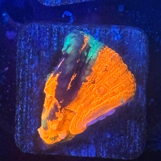 Aquacultured Splatter War Paint Scoly WYSIWYG N5-G2-M08