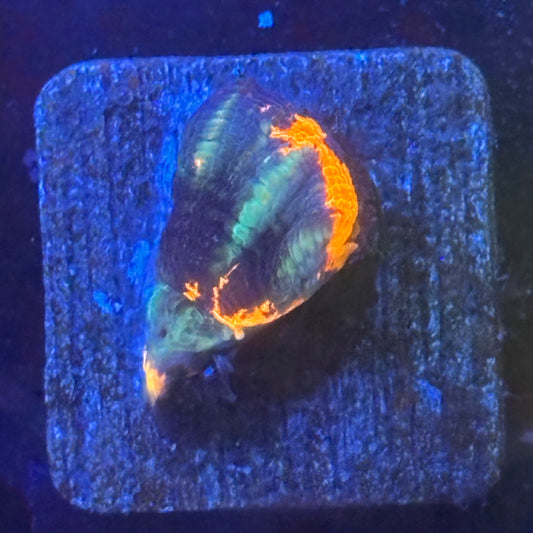 Aquacultured War Paint Scoly WYSIWYG N5-G3-M08