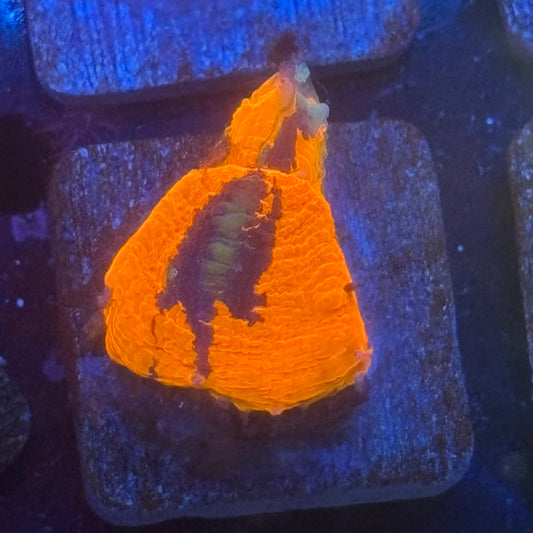 Aquacultured War Paint Scoly WYSIWYG N5-G5-M08