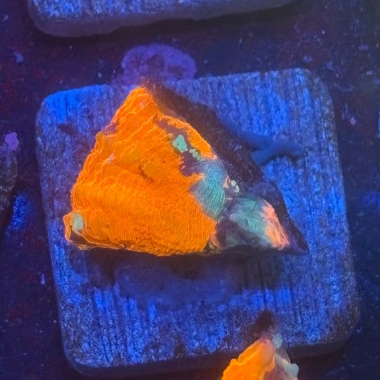 Aquacultured War Paint Scoly WYSIWYG N5-G6-M08