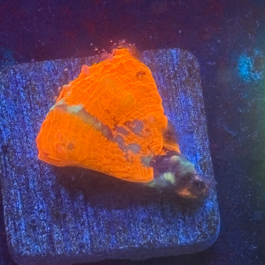 Aquacultured War Paint Scoly WYSIWYG N5-G7-M08