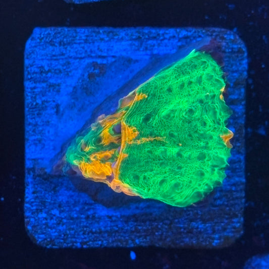 Aquacultured Bleeding Apple Scoly WYSIWYG N5-H1-M08