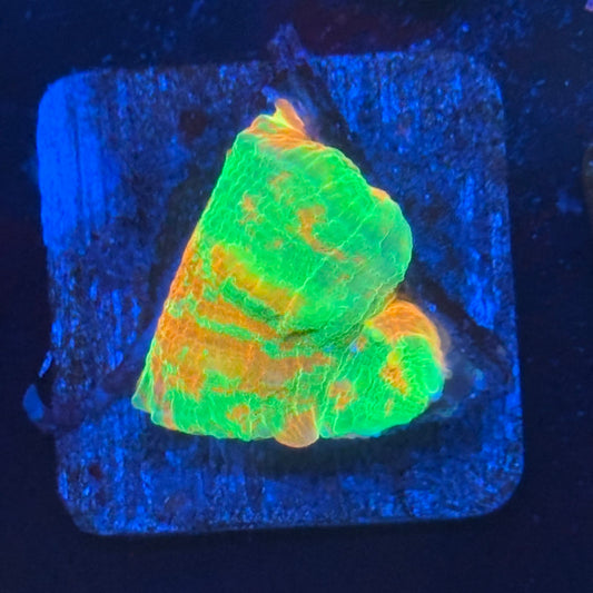 Aquacultured Bleeding Apple Scoly WYSIWYG N5-H2-M08