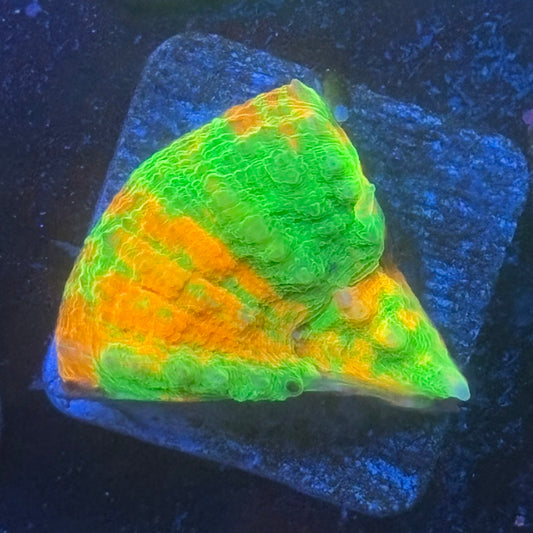 Aquacultured Ultra Bleeding Apple Scoly WYSIWYG N5-H3-M08