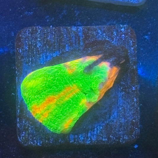 Aquacultured Bleeding Apple Scoly WYSIWYG N5-H4-M08